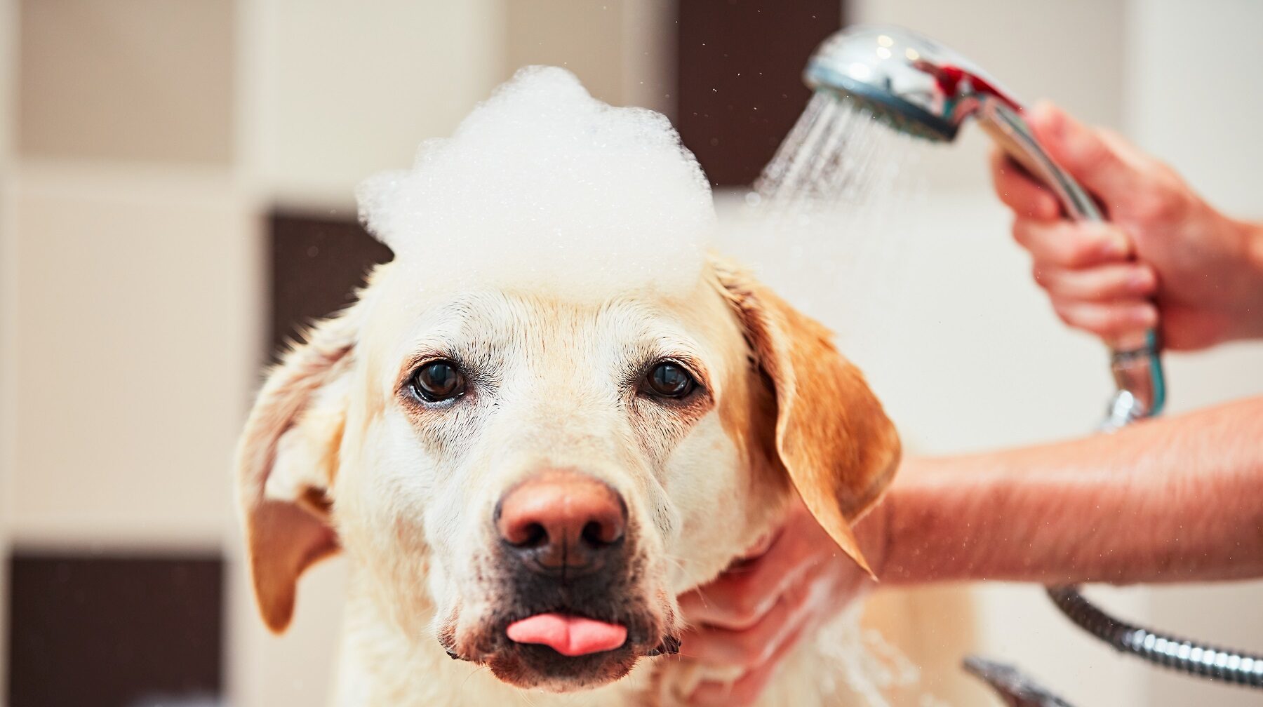 4 Alternatives to Dog Shampoo - Zoë